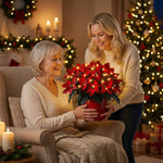 Radiant Ruby Poinsettia, view 2